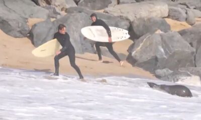 Aggressive sea lion attacks beachgoers in Southern California, video shows