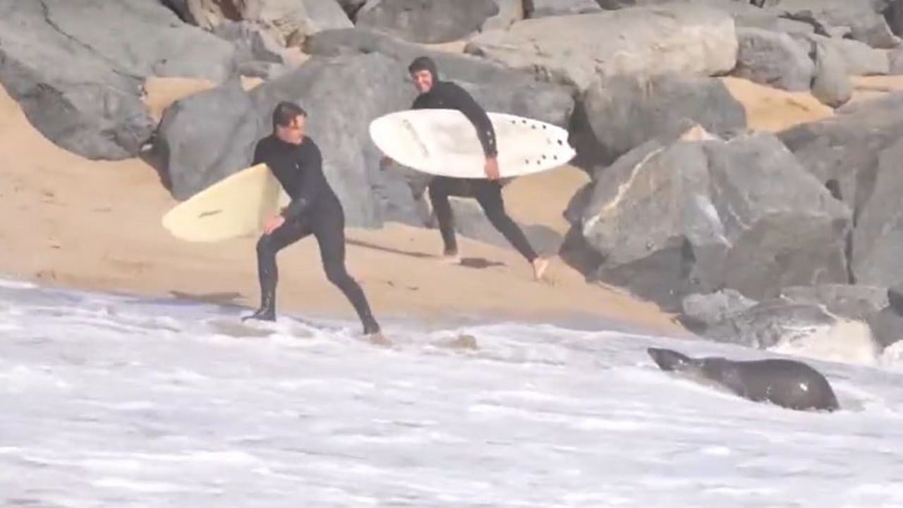 Aggressive sea lion attacks beachgoers in Southern California, video shows