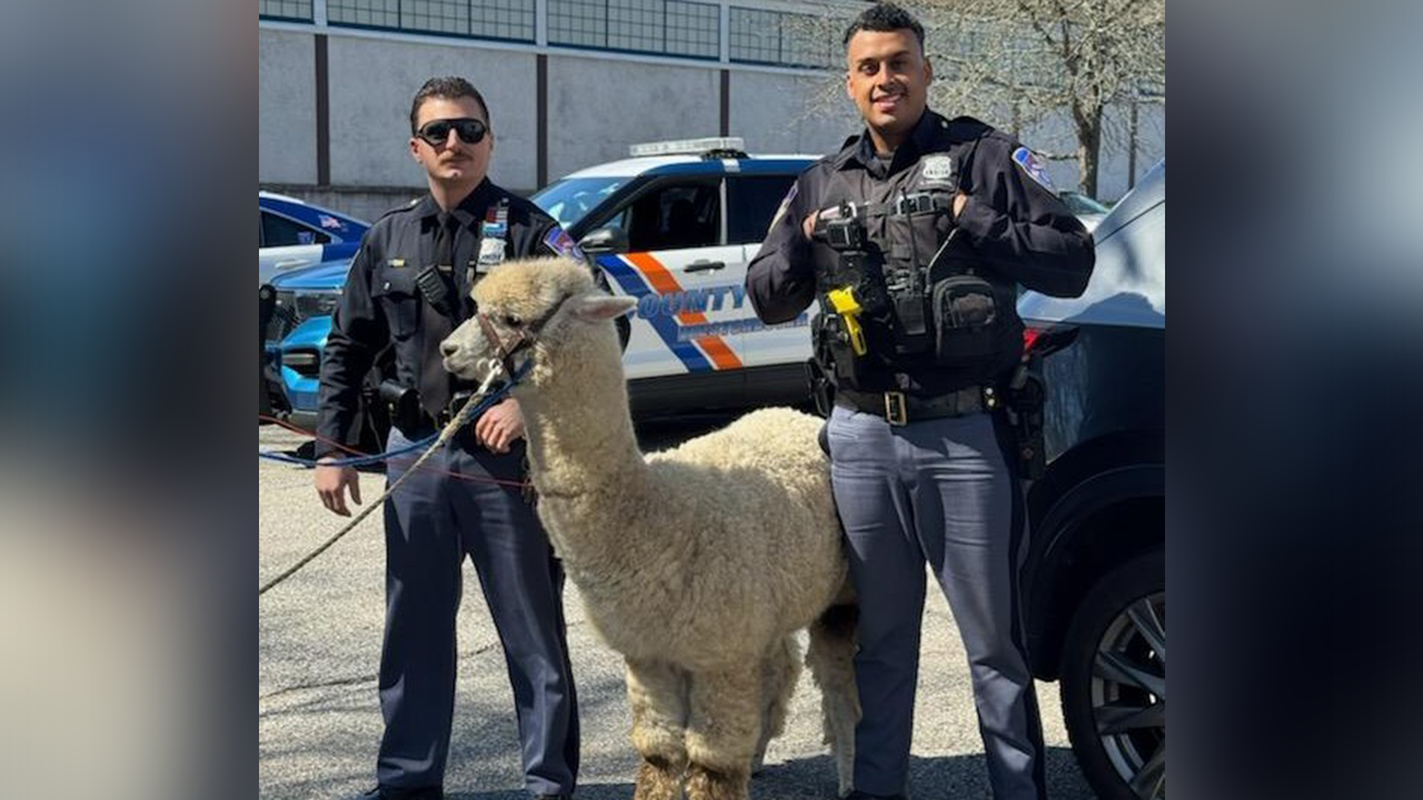 New York cops capture alpaca that 'was on the lam' after escaping a trailer