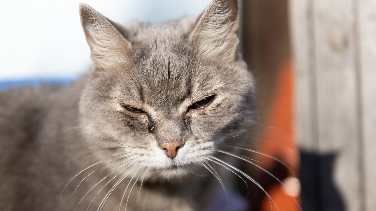 New York's Suffolk County approves law punishing convicted animal abusers if they own pets