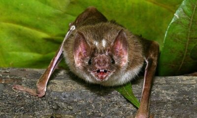 Vacation nightmare: 12 family members diagnosed with fungal disease after exploring Costa Rica cave