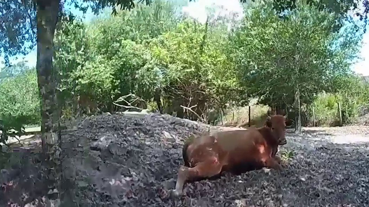 Florida man arrested for shooting neighbor's pregnant cow after it wandered onto his property