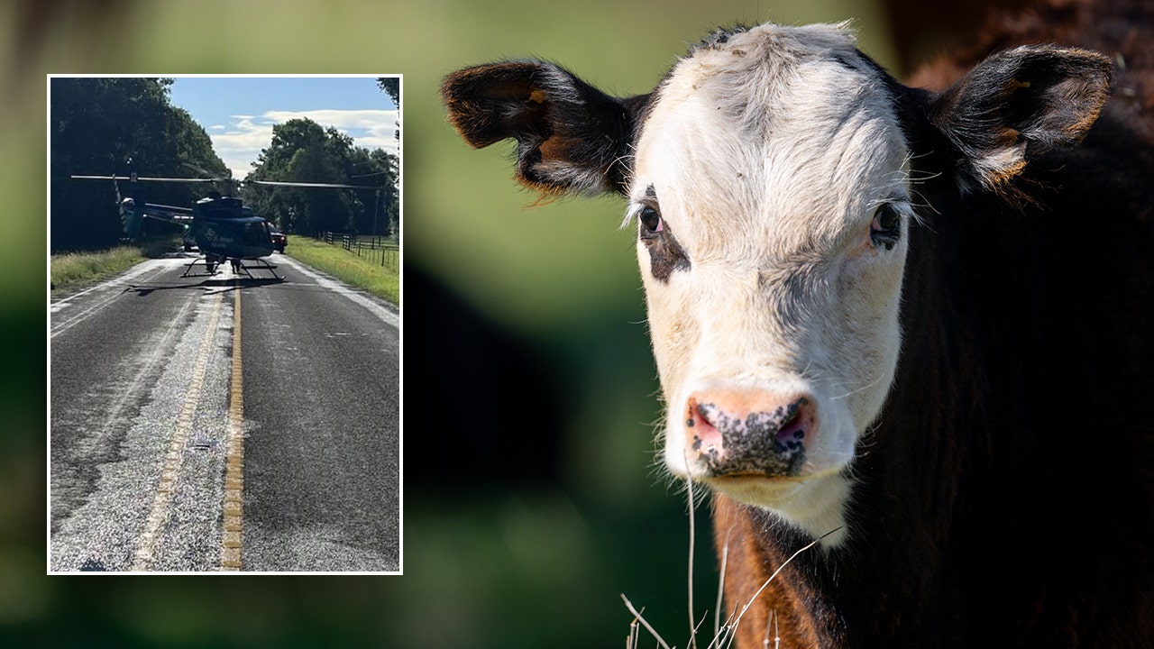'Unhappy cow' sends Texas rancher flying to hospital in airlift rescue after unexpected attack