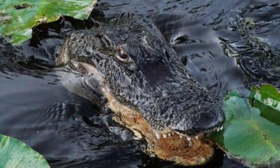 Trump administration approves 'Alligator Alcatraz' where ICE detainees face nature's own security system