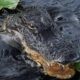 Trump administration approves 'Alligator Alcatraz' where ICE detainees face nature's own security system