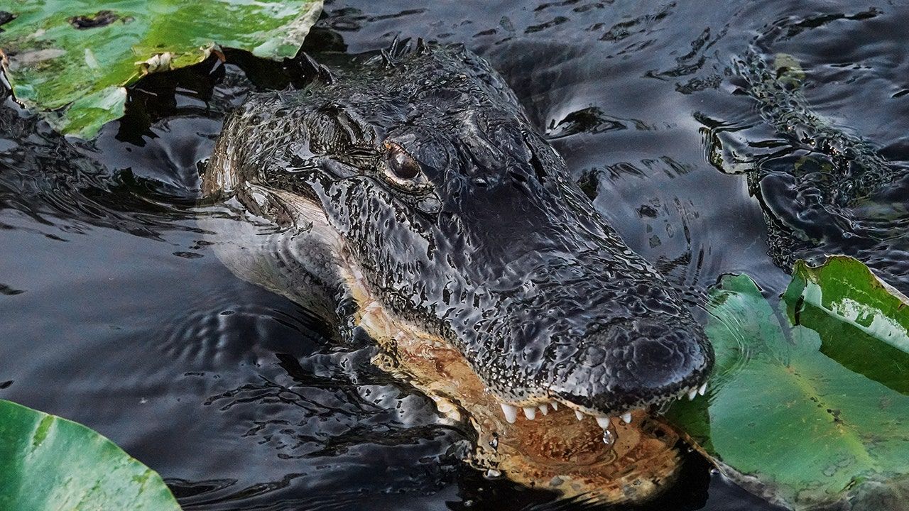 Trump administration approves 'Alligator Alcatraz' where ICE detainees face nature's own security system Trump administration approves 'Alligator Alcatraz' where ICE detainees face nature's own security system