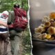 Four hikers on psychedelic mushrooms rescued in popular mountain destination