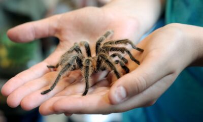 Tarantulas are on the move and will swarm during mating season in certain states