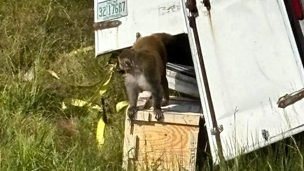 Truckload of ‘aggressive’ research monkeys escape after truck crash in Mississippi; 3 still on the loose