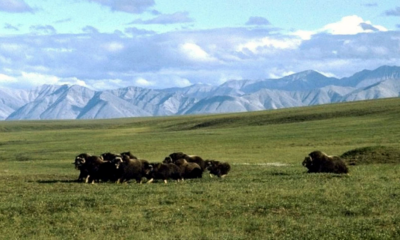 Alaska Natives defy Democrats, champion push to revive Arctic drilling that Biden shut down