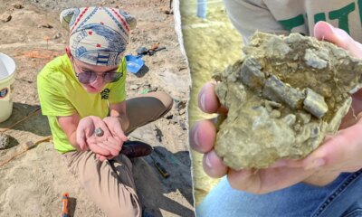 Student unearths 150-million-year-old dinosaur fossil on first day of Montana dig: ‘Very exciting’