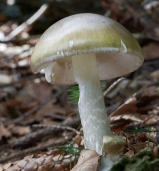 California health officials issue urgent warning to mushroom foragers after deadly poisoning outbreak