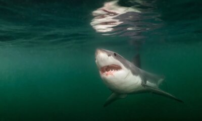 Rare great white shark encounter off Maine coast captured in heart-stopping National Geographic photo