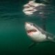 Rare great white shark encounter off Maine coast captured in heart-stopping National Geographic photo