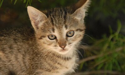 Pennsylvania bill would recognize pets as family members in divorce cases