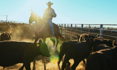 America’s smallest cattle herd in 70 years means rebuilding will take years and beef prices could stay high