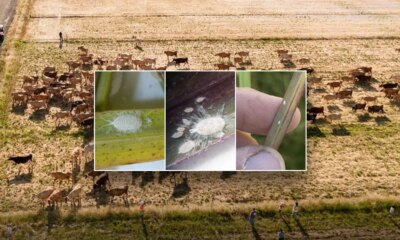 Invasive pest never before seen in North America threatens Texas food supply, officials warn