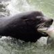 Apex predator threatening Northwest salmon sparks rare bipartisan push to ‘kill more’