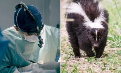 Michigan man dies of rabies after receiving kidney from infected donor who saved kitten from skunk: CDC