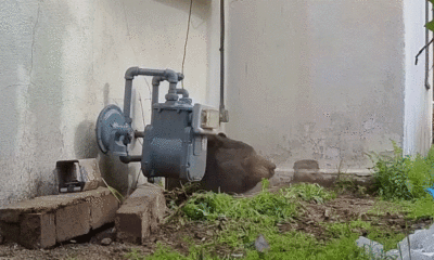 550-pound bear finally evicted from California home after bizarre strategy ends monthlong ordeal