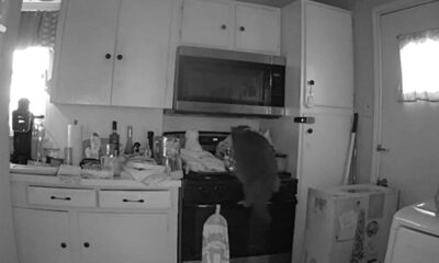 Cat caught on camera starting dangerous kitchen fire after jumping on stove and turning on burner
