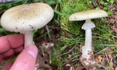 Toxic wild mushrooms linked to 3 deaths as state officials issue urgent warning