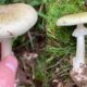 Toxic wild mushrooms linked to 3 deaths as state officials issue urgent warning