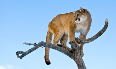 Woman suspected to have been killed in Colorado’s first fatal mountain lion attack in over two decades