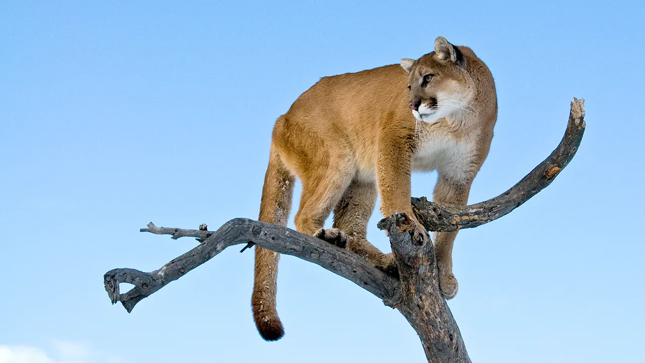 Woman suspected to have been killed in Colorado’s first fatal mountain lion attack in over two decades
