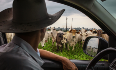 The single crushing problem American cattle ranchers wish Trump would fix instead