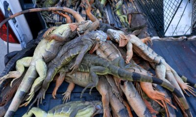 Over 5,000 cold-stunned iguanas removed in two days during state’s record freeze