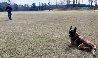 K-9 hit by vehicle during bank robbery chase keeps going and helps capture suspect