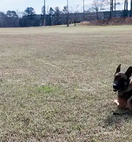 K-9 hit by vehicle during bank robbery chase keeps going and helps capture suspect