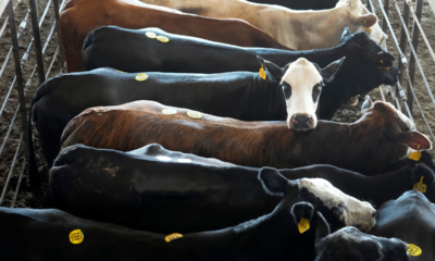 RICK PERRY: Where’s the beef? Trump knows and he’s trying to make it affordable